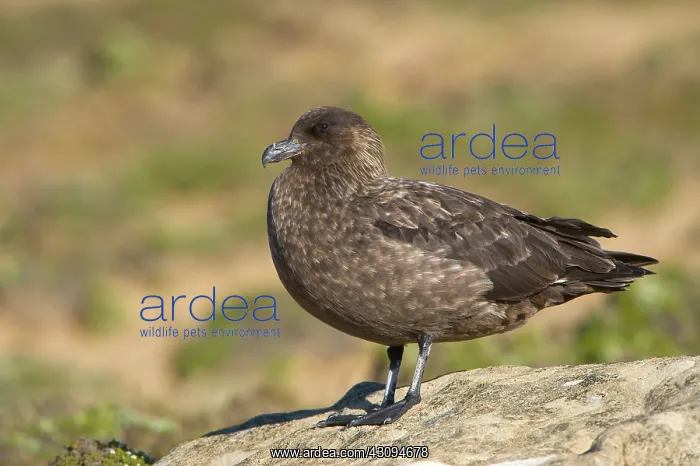: Brown Skua : Brown Skua