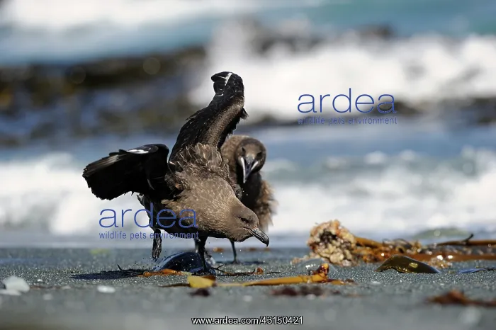 : Brown skua : Brown skua