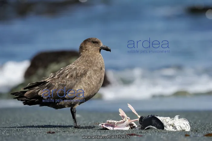 : Brown skua : Brown skua