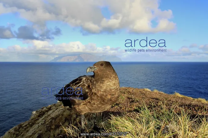 : Brown Skua : Brown Skua