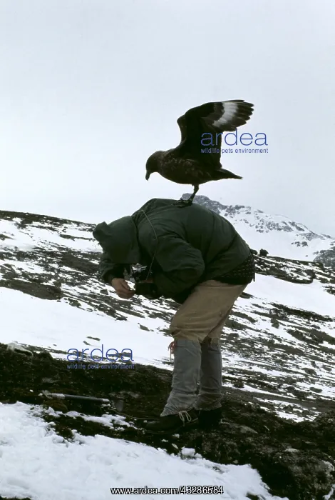 : BROWN SKUA - Attacking Man : BROWN SKUA - Attacking Man