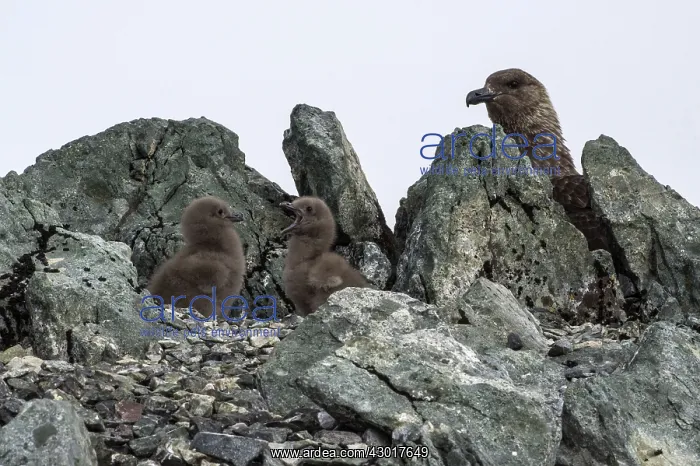  : Brown Skua chicks on nest with adult in the background