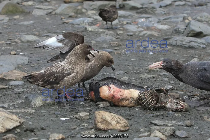 : Brown Skua - eating a Penguin : Brown Skua - eating a Penguin