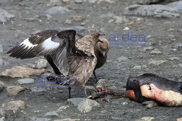 : Brown Skua - eating a Penguin : Brown Skua - eating a Penguin
