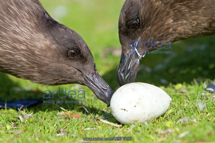 : Brown Skua / Falkland Skua / Sea-hen - with an : Brown Skua / Falkland Skua / Sea-hen - with an