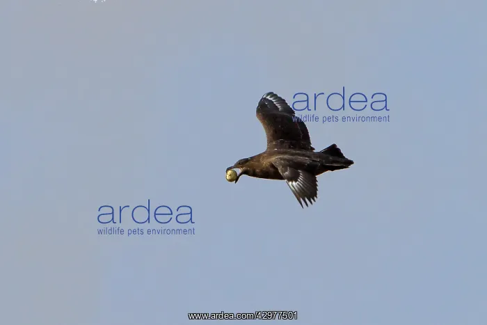 : Brown Skua / Falkland Skua / Sea-hen - with an : Brown Skua / Falkland Skua / Sea-hen - with an