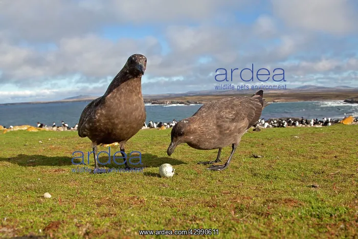 : Brown Skua / Falkland Skua / Sea-hen - with an : Brown Skua / Falkland Skua / Sea-hen - with an