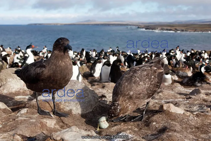 : Brown Skua / Falkland Skua / Sea-hen - with an : Brown Skua / Falkland Skua / Sea-hen - with an