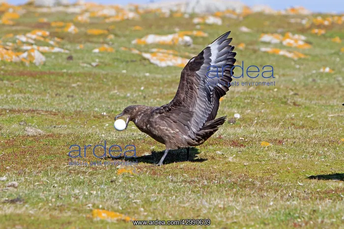 : Brown Skua / Falkland Skua / Sea-hen - with an : Brown Skua / Falkland Skua / Sea-hen - with an
