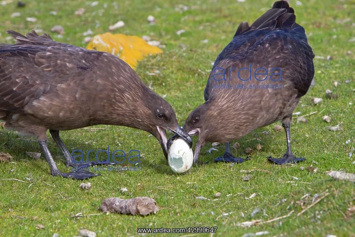 : Brown Skua / Falkland Skua / Sea-hen - with an : Brown Skua / Falkland Skua / Sea-hen - with an