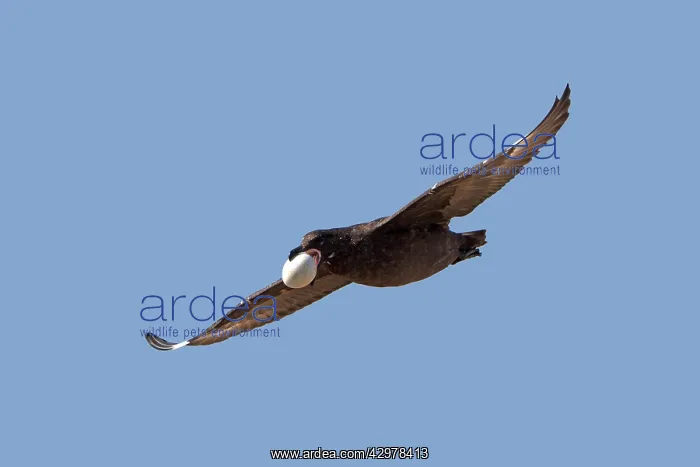  : Brown Skua  /  Falkland Skua  /  Sea-hen - in flight
