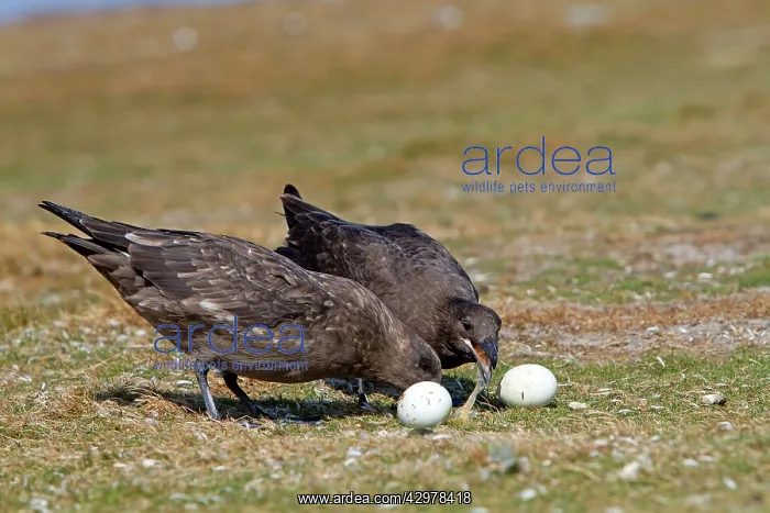 : Brown Skua / Falkland Skua / Sea-hen - with penguin egg : Brown Skua / Falkland Skua / Sea-hen - with penguin egg