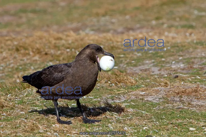 : Brown Skua / Falkland Skua / Sea-hen - with penguin egg : Brown Skua / Falkland Skua / Sea-hen - with penguin egg