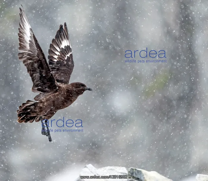  : Brown Skua in flight