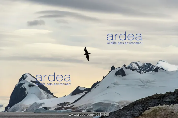  : Brown Skua in flight