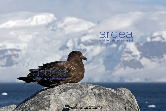 : Brown Skua - Gourdin Island - Antarctic : Brown Skua - Gourdin Island - Antarctic