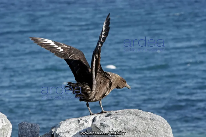 : Brown Skua - Gourdin Island - Antarctic : Brown Skua - Gourdin Island - Antarctic