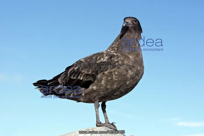 : Brown Skua - Gourdin Island - Antarctic : Brown Skua - Gourdin Island - Antarctic