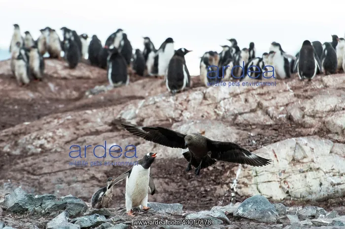 : Brown Skua hunting in a colony of Gentoo penguins : Brown Skua hunting in a colony of Gentoo penguins