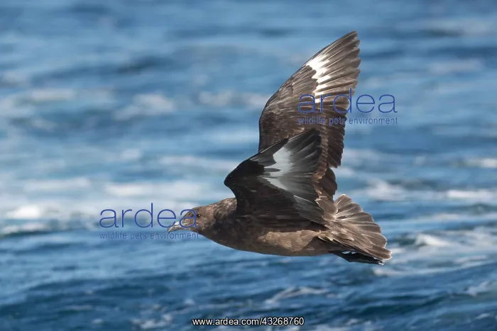 : Brown Skua - Off Eden - NSW - Australia : Brown Skua - Off Eden - NSW - Australia