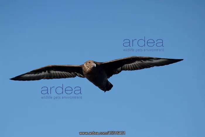 : Brown Skua - Off Eden - NSW - Australia : Brown Skua - Off Eden - NSW - Australia