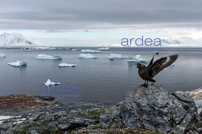  : Brown Skua showing territorial behaviour on rock