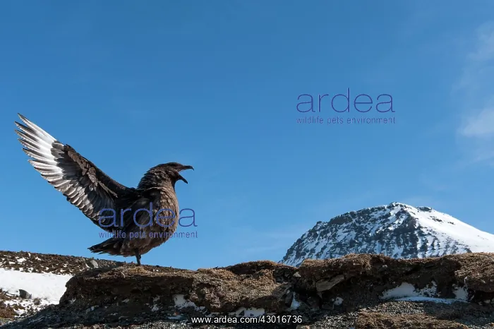 : Brown Skua squawking with the wings open backwards : Brown Skua squawking with the wings open backwards