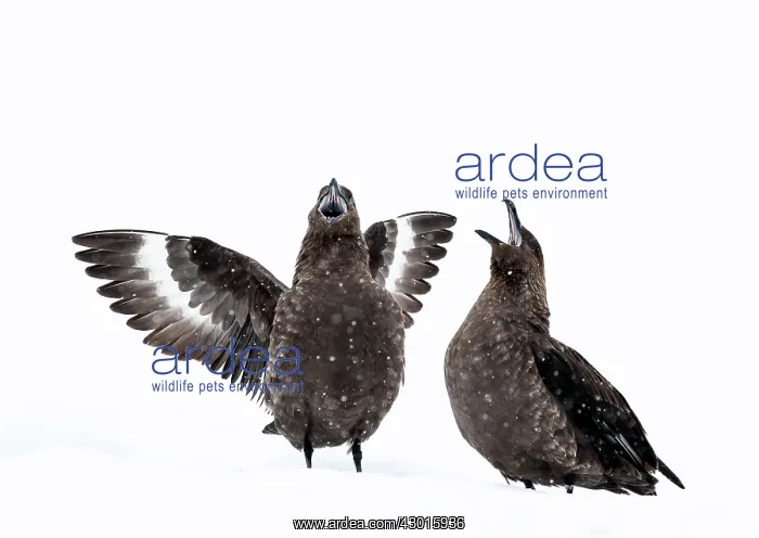 : Brown Skuas aggressive display on snow : Brown Skuas aggressive display on snow