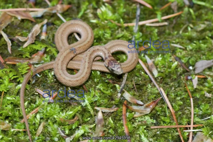 : Brown Snake : Brown Snake