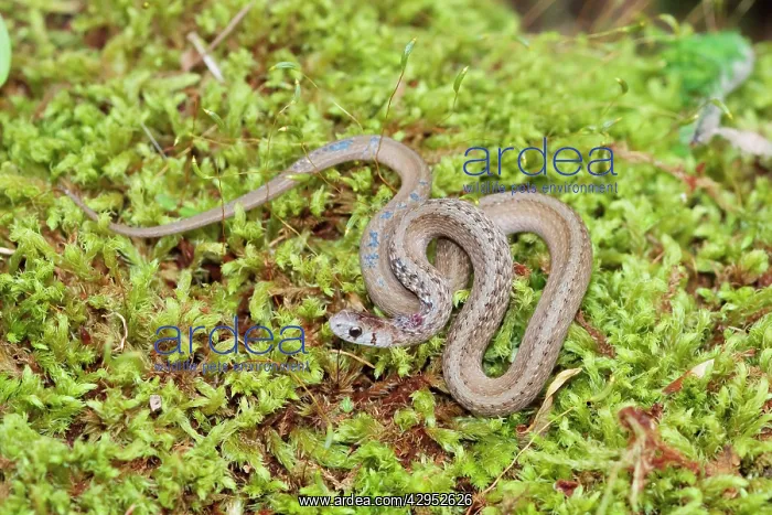: Brown Snake : Brown Snake