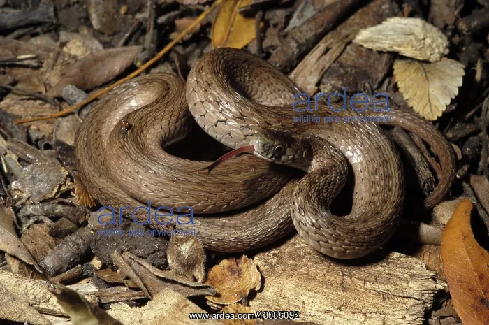 : Brown Snake : Brown Snake