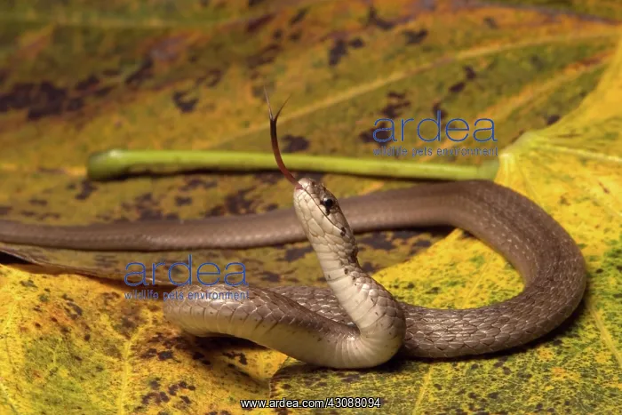 : Brown Snake : Brown Snake