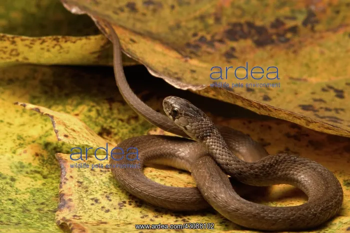 : Brown Snake : Brown Snake