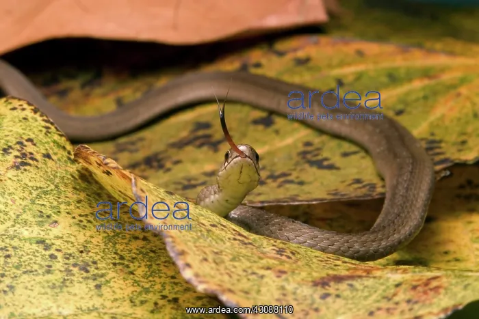 : Brown Snake : Brown Snake