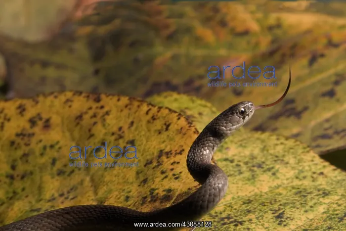  : Brown Snake