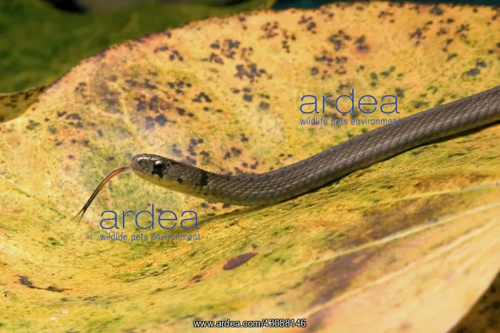 : Brown Snake : Brown Snake