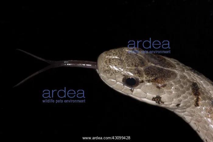 : Brown Snake : Brown Snake