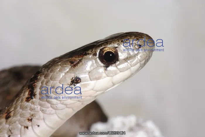 : Brown Snake : Brown Snake
