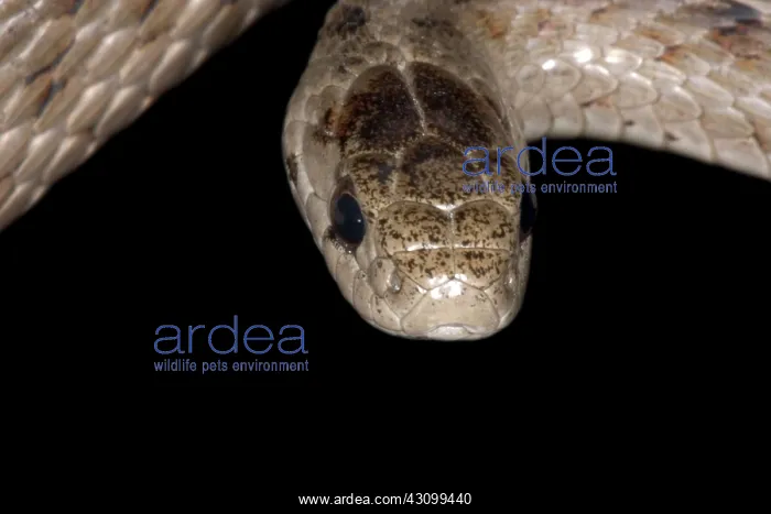: Brown Snake : Brown Snake