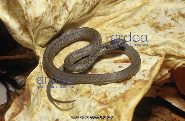  : Brown Snake