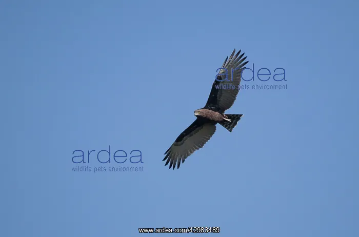 : Brown Snake-Eagle : Brown Snake-Eagle