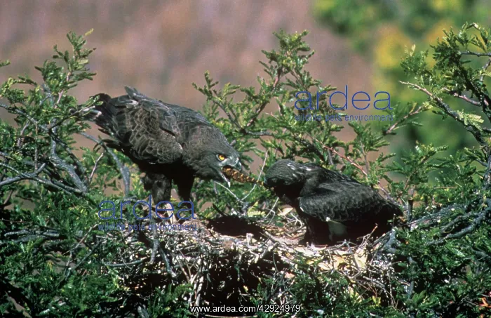  : Brown Snake Eagle - 7 week old nestling pulls a