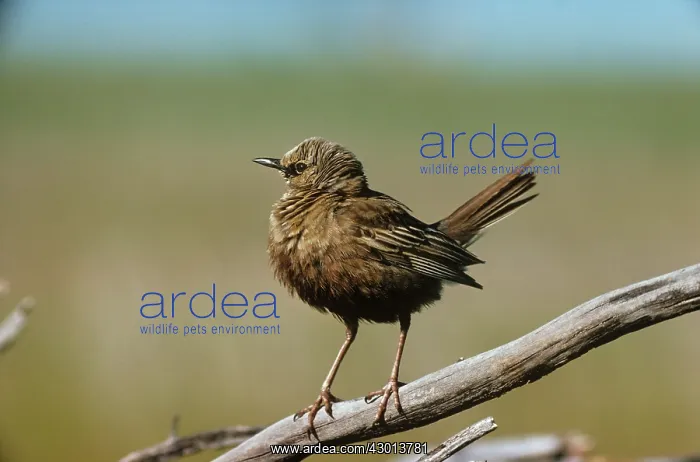 : Brown Songlark : Brown Songlark