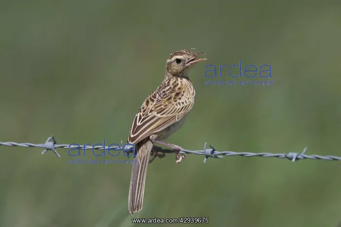 : Brown Songlark - on barbed wire : Brown Songlark - on barbed wire