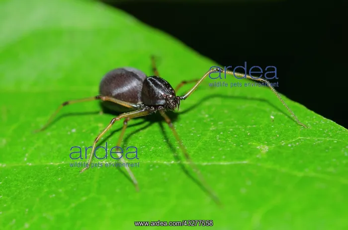 : Brown Spitting Spider - invasive species that catches prey : Brown Spitting Spider - invasive species that catches prey