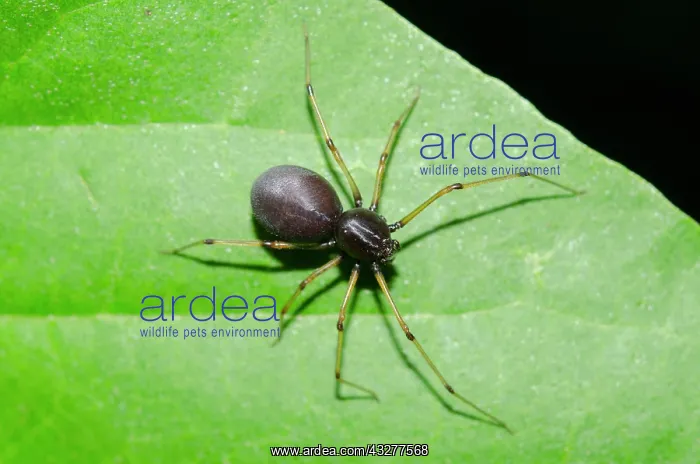 : Brown Spitting Spider - invasive species that catches prey : Brown Spitting Spider - invasive species that catches prey