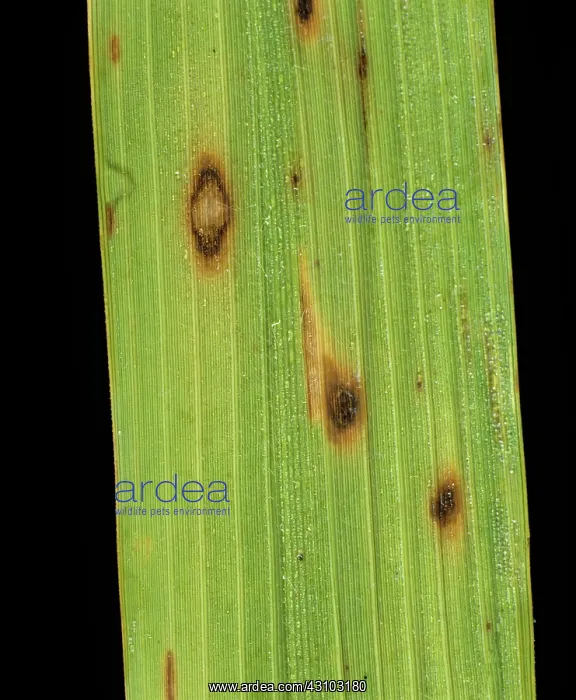  : Brown spot (Helminthosporium oryzae)