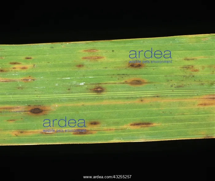 : Brown spot (Helminthosporium oryzae) : Brown spot (Helminthosporium oryzae)