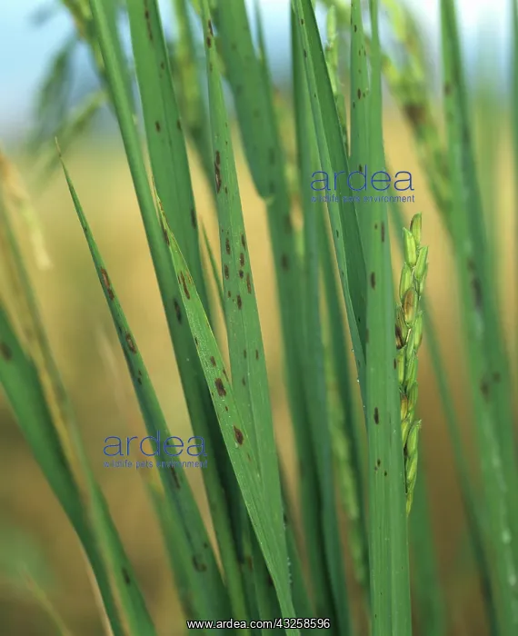 : Brown Spot (Helminthosporium oryzae) : Brown Spot (Helminthosporium oryzae)