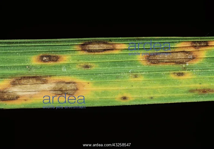 : Brown Spot on Rice leaves : Brown Spot on Rice leaves